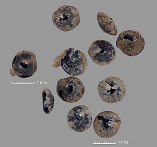 Seeds of UCR 84634